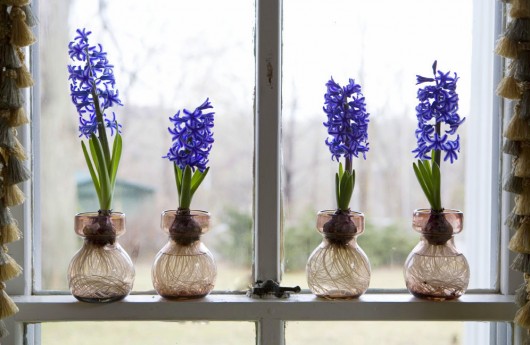 Hyacinths pictures 530x345