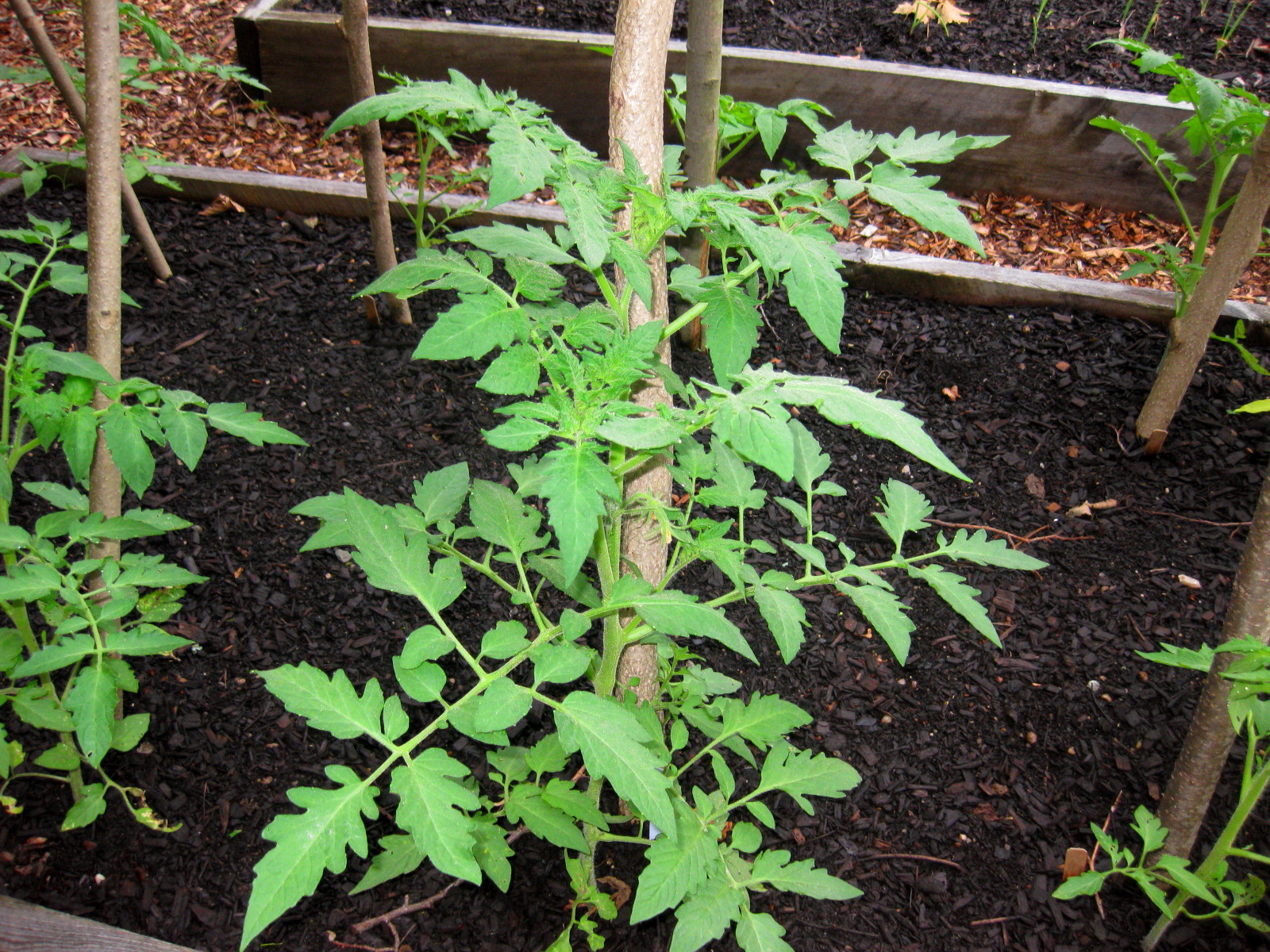 Image result for small tomato plants