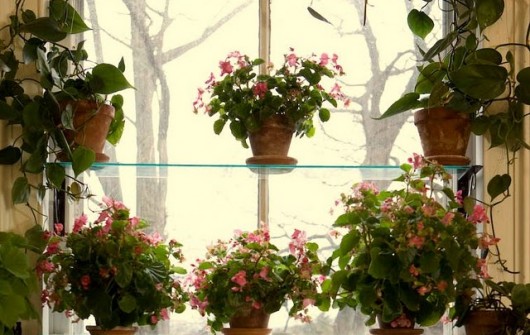 Begonia Semperflorens Begonia Semperflorens