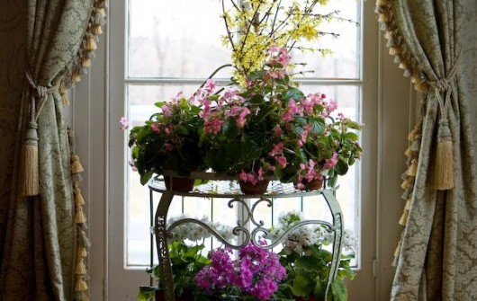 Instant Spring: Forcing Forsythia & Other Branches Instant Spring: Forcing Forsythia & Other Branches