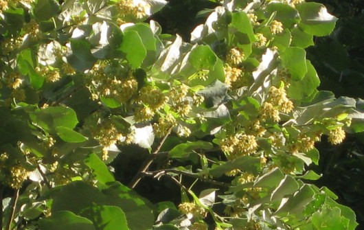 The Fragrant Linden Tree (Tilia) The Fragrant Linden Tree (Tilia)