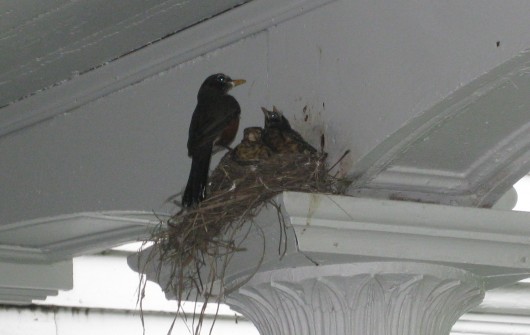 Bird-Blogging. Bird-Blogging.