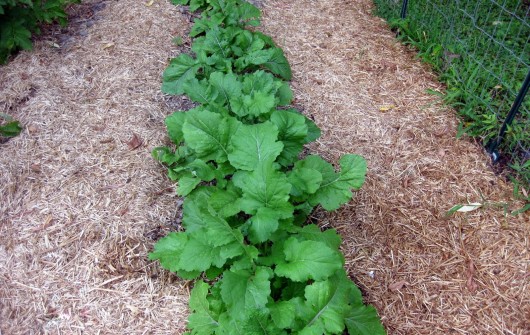 What to Plant for a Fantastic Fall Harvest