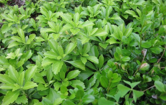 Pachysandra: Exploding the "Shade-Only" Myth