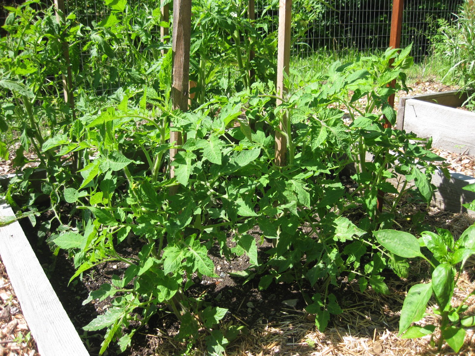 Do You Talk to Your Plants?