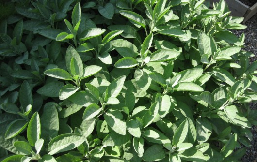 Recipe: Savory Fried Sage Leaves Recipe: Savory Fried Sage Leaves