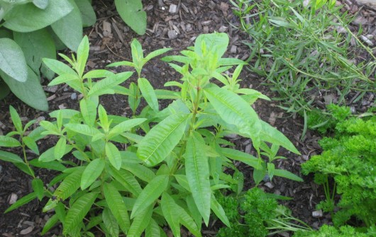 A Great Herb: Lemon Verbena