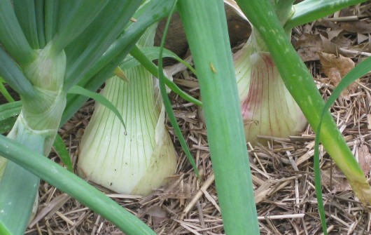 How to Harvest, Cure & Store Onions How to Harvest, Cure & Store Onions