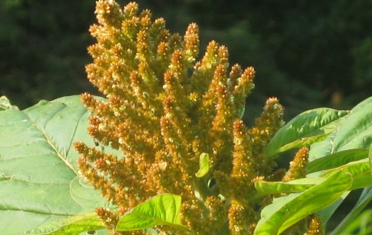 'Golden Giant' Amaranth