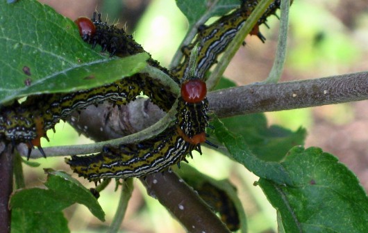 Who's Eating My Apple Tree? Who's Eating My Apple Tree?
