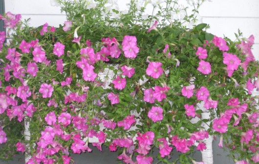 How To Propagate Petunias, Wax Begonias & Impatiens for Winter Bloom Indoors
