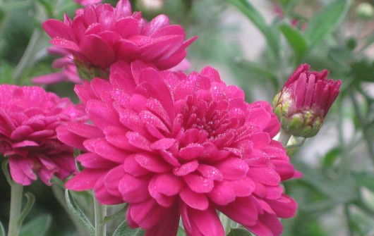 Garden Chores for September Garden Chores for September