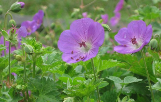 August Flowers: Your Favorites & Mine August Flowers: Your Favorites & Mine