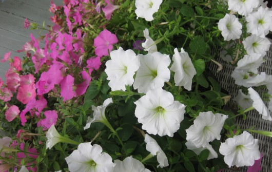 Tip: First Aid for Weary Petunias