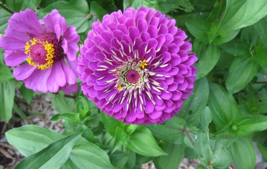 Winter-Sow Veggies & Flowering Annuals Now