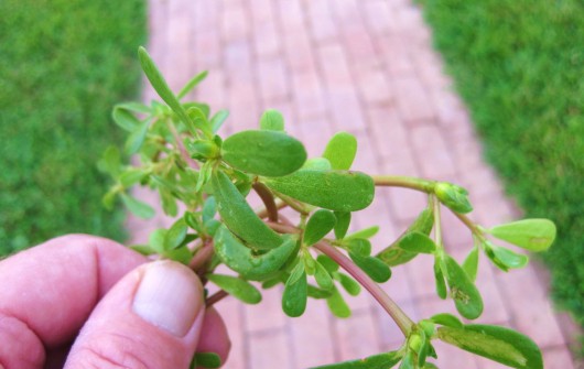 A Wondrous Weed A Wondrous Weed