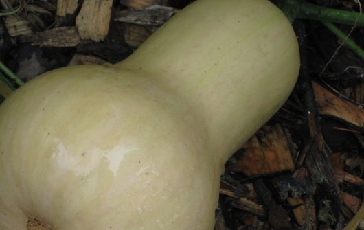 How to Harvest & Store Winter Squash (Butternut, Acorn, Pumpkin, Hubbard) How to Harvest & Store Winter Squash (Butternut, Acorn, Pumpkin, Hubbard)