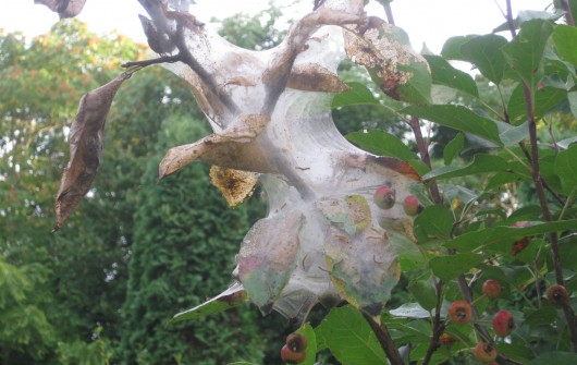 The Fall Webworm
