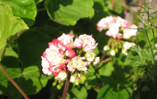 Overwintering Tender Herbs & Annuals