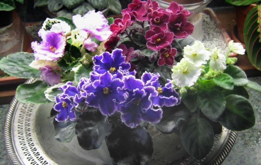 African Violets: My Easy, Always-in-Bloom Program African Violets: My Easy, Always-in-Bloom Program