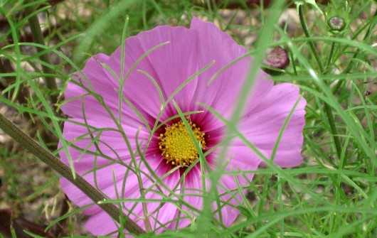 Companion Plants for Pest Control