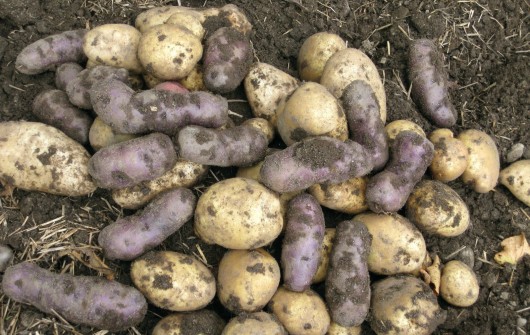 How To Plant , Grow, Harvest & Store Potatoes How To Plant , Grow, Harvest & Store Potatoes