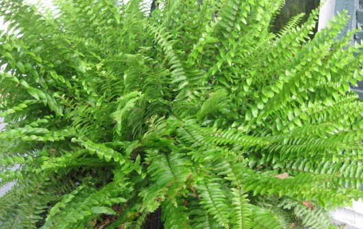 How to Divide & Conquer the Boston Fern How to Divide & Conquer the Boston Fern