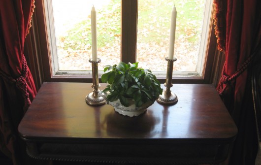 Groundcovers in the House