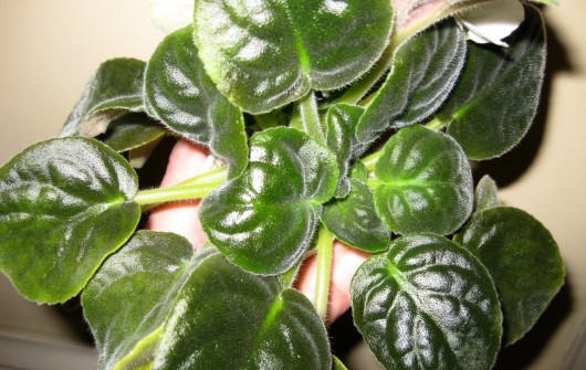 African Violets: Divide & De-Sucker for Better Flowering African Violets: Divide & De-Sucker for Better Flowering