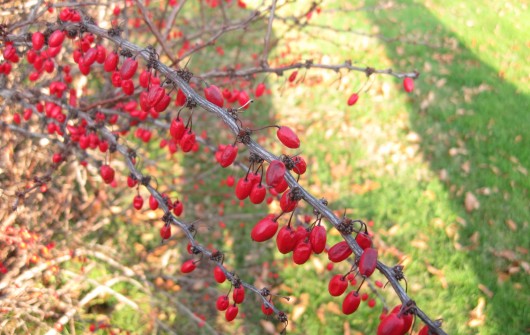For the Birds: Red-Berried Trees, Shrubs & Vines For the Birds: Red-Berried Trees, Shrubs & Vines
