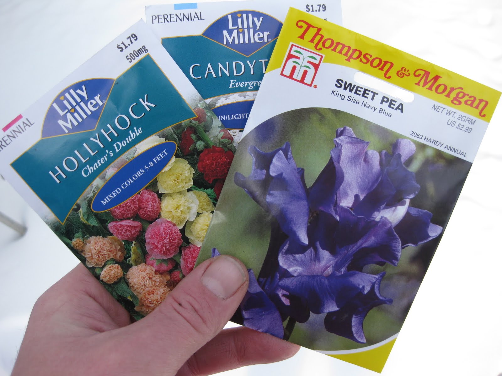 When To Sow Winter Pansies Seeds