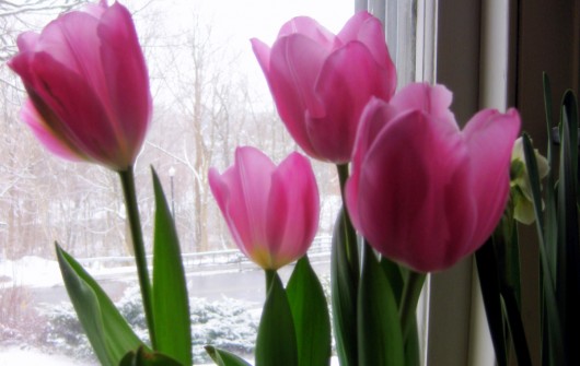 Forcing Tulips for Winter Bloom