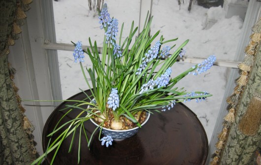 Potting Grape Hyacinths for Winter Bloom Potting Grape Hyacinths for Winter Bloom