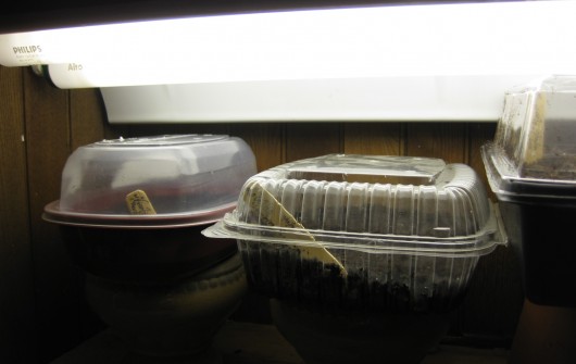 Successful Seed-Starting Indoors
