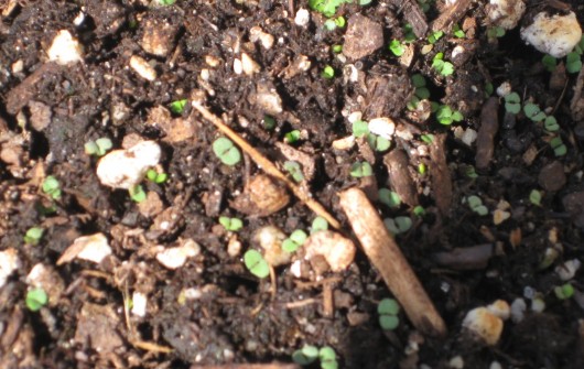 What's Sprouting in YOUR Milk-Jugs?