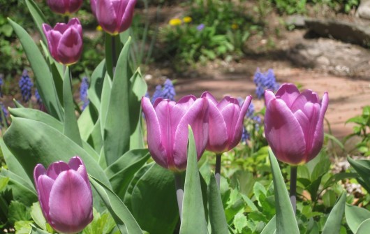 Giveaway: $50 for Bulbs Giveaway: $50 for Bulbs