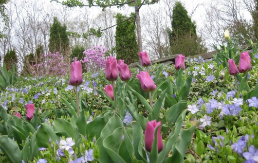 Why Do You Plant Bulbs?