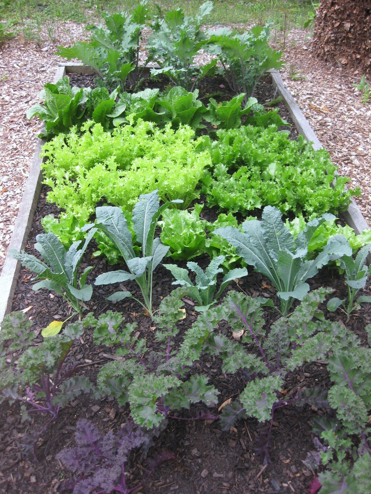 Kale And Frisee In My Kitchen Garden From Bottom To Top Curly