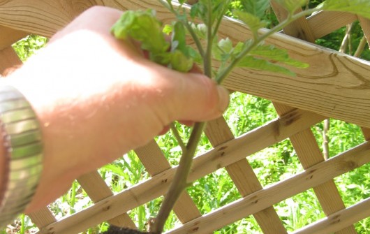 Tomato Tips Tomato Tips