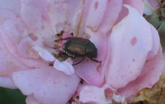 Waging War On Japanese Beetles Waging War On Japanese Beetles