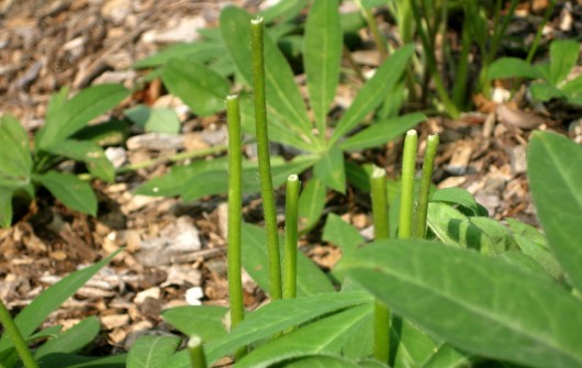 Who Ate My Lupins? Who Ate My Lupins?