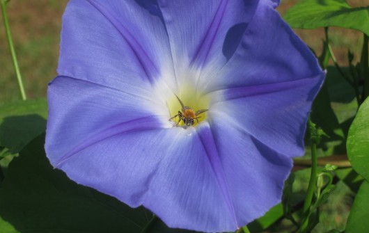 The Celestial Morning Glory