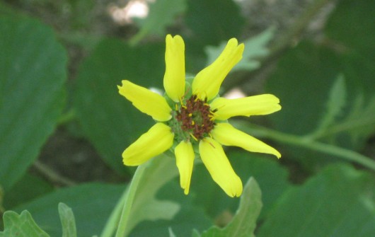 A Seed to Winter-Sow: The Chocolate Flower (Berlandiera lyrata)