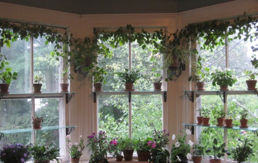 Bringing Houseplants Indoors Bringing Houseplants Indoors