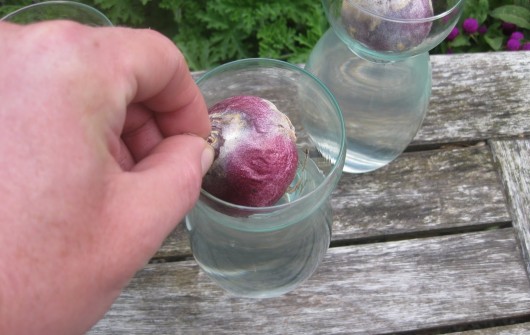 Forcing Hyacinths in Bulb-Vases Forcing Hyacinths in Bulb-Vases