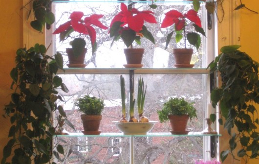 The Window Garden in December
