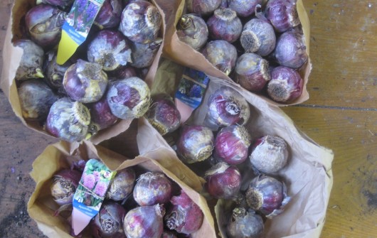 How to Double-Pot Bulbs for an Extra-Lavish Display How to Double-Pot Bulbs for an Extra-Lavish Display