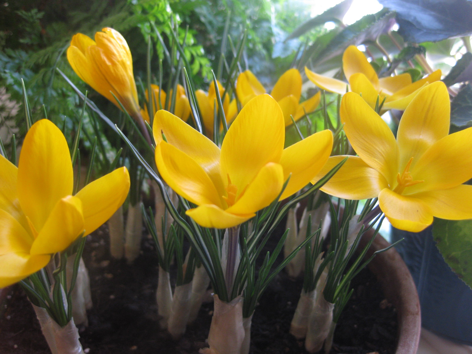 Forcing Crocus for WinterBloom Indoors