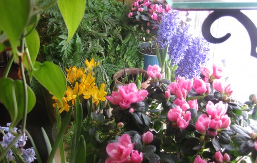 The Window Garden in February