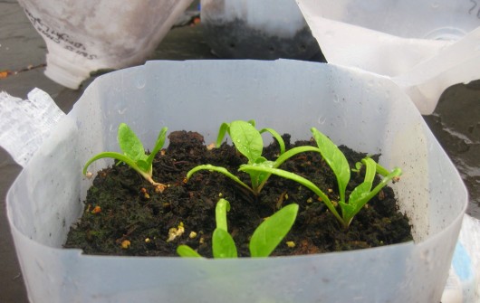 How'd Your Winter-Sown Seeds Do?
